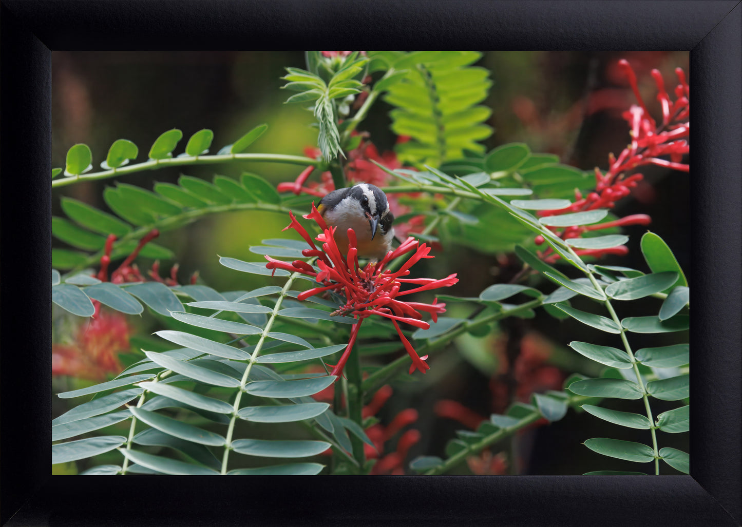 Bananaquit Bird