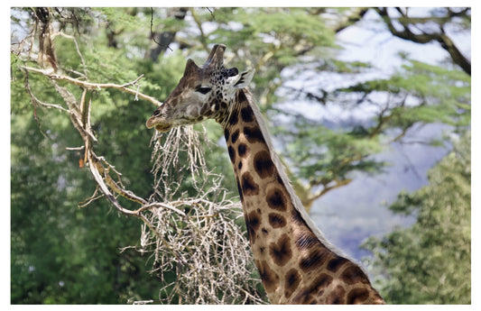Giraffe Wall Art