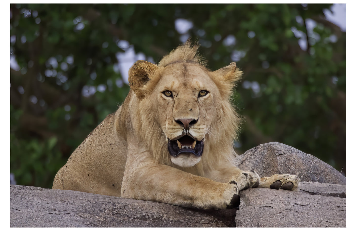 Barbary Lion