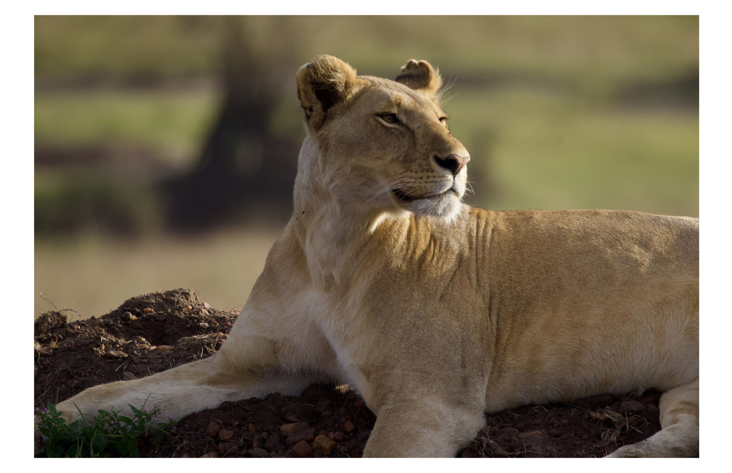 Barbary Lioness