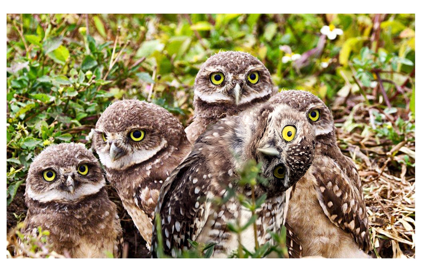 Burrowing Owls