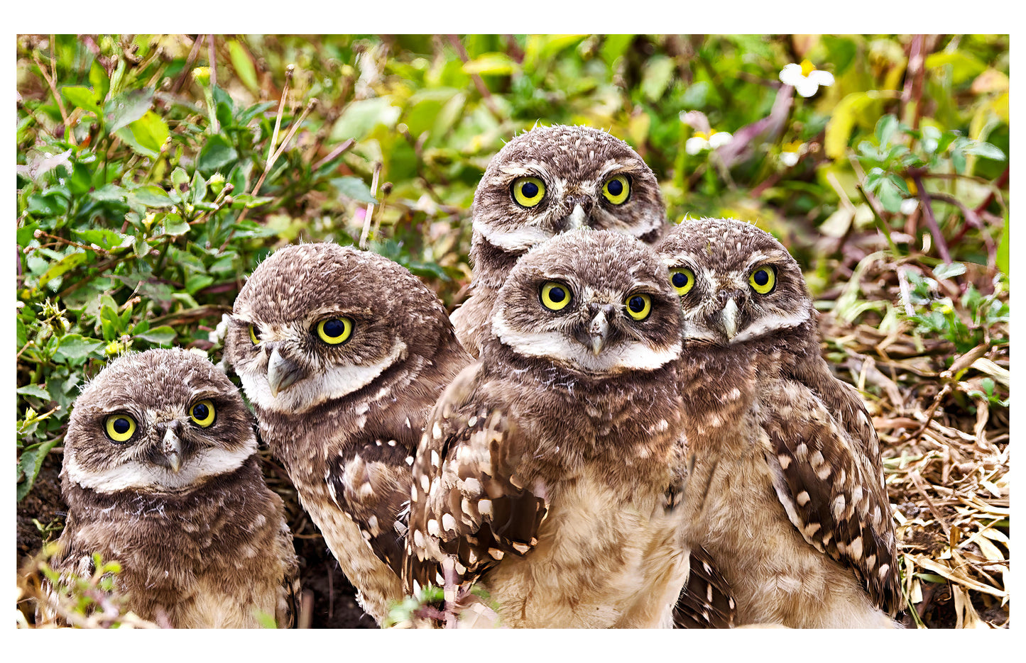 Burrowing Owls