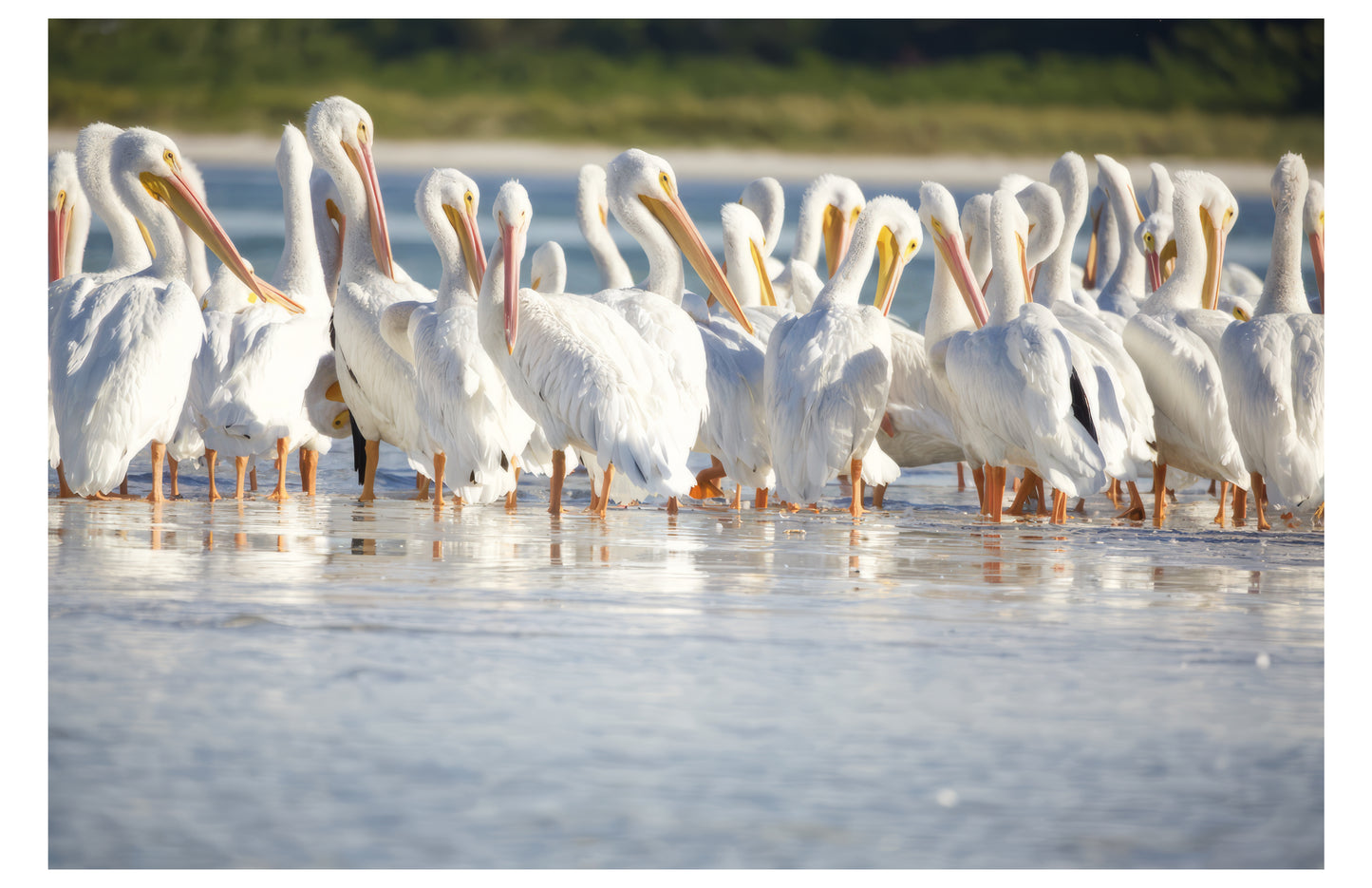 Great White Pelicans