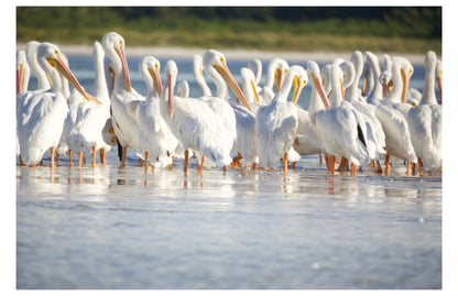 Great White Pelicans