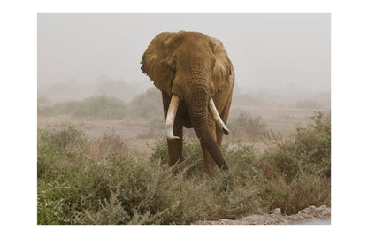 African Elephant