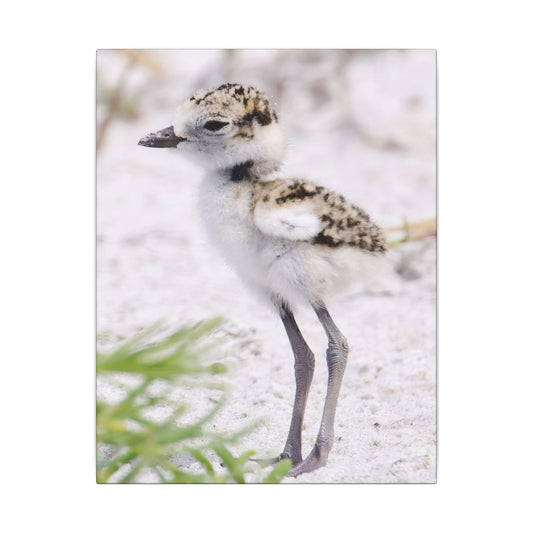 Snowy Plover Chick Canvas