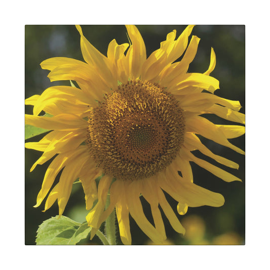 Sunflower Print Canvas