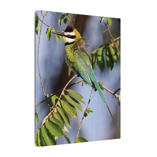 White-Throated Bee-Eater Canvas