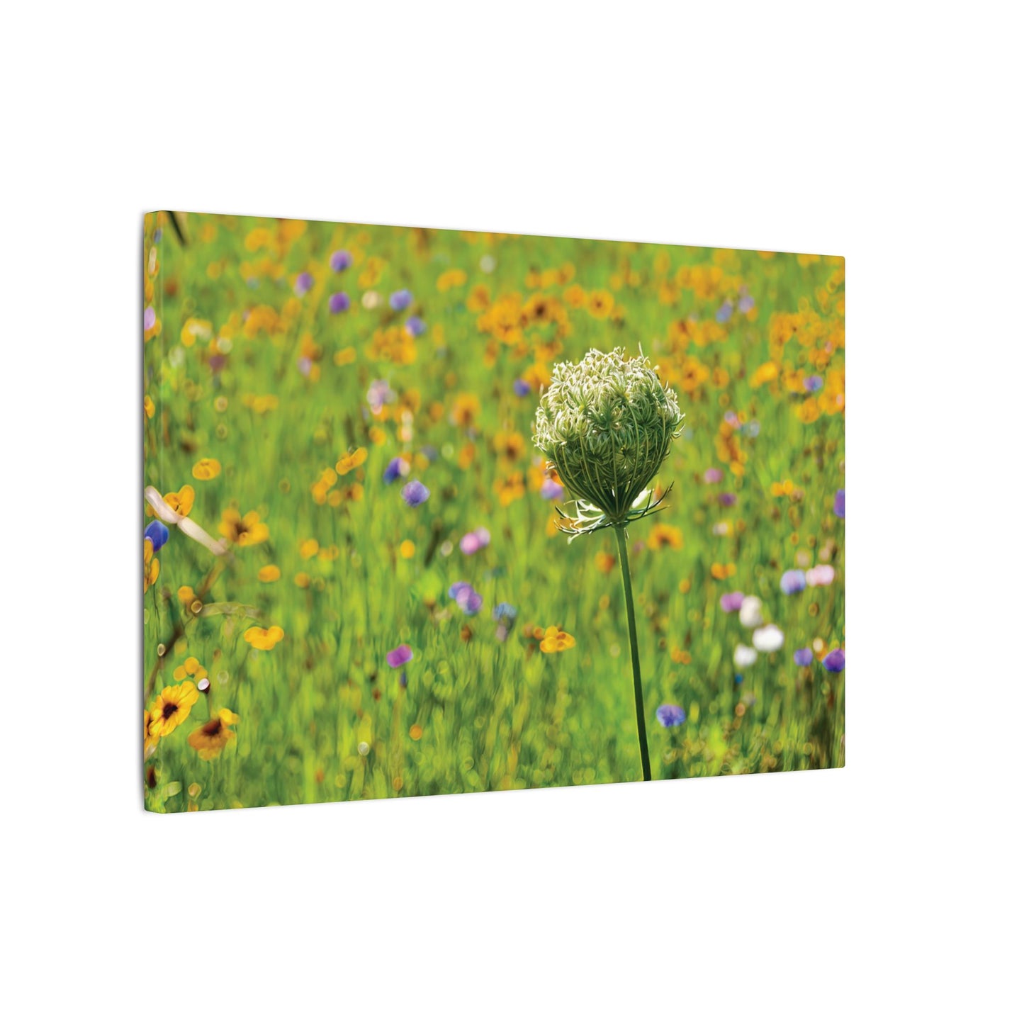 Queen Anne's Lace Print Canvas