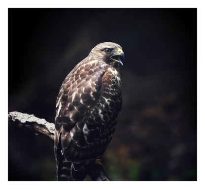 Red Tailed Hawk