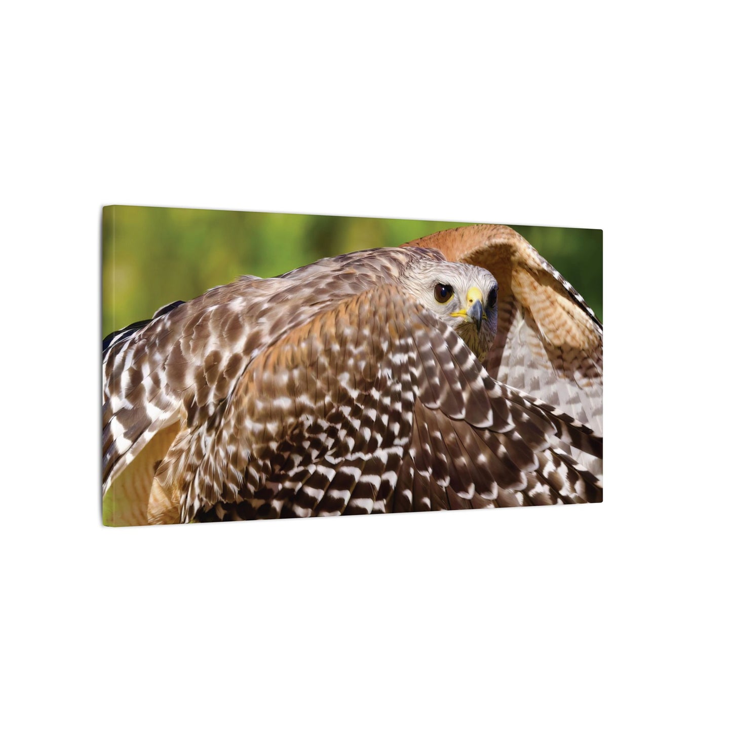 Red-Shouldered Hawk Canvas