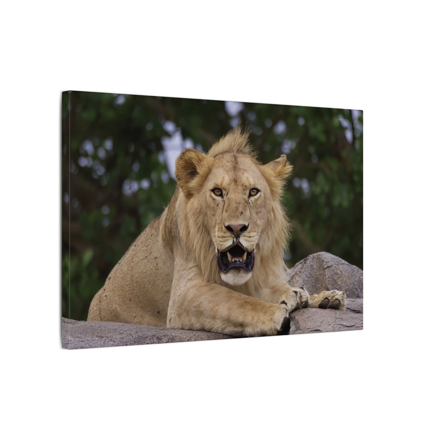 Barbary Lion Canvas