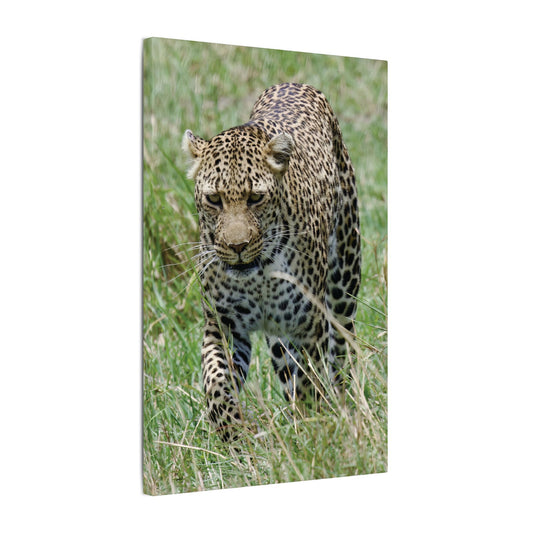 Leopard Photography Canvas