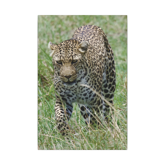 Leopard Photography Canvas