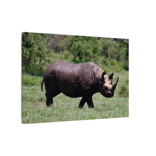 African Black Rhinocerous Canvas