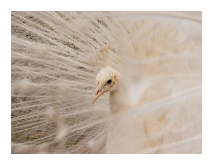 White Peacock