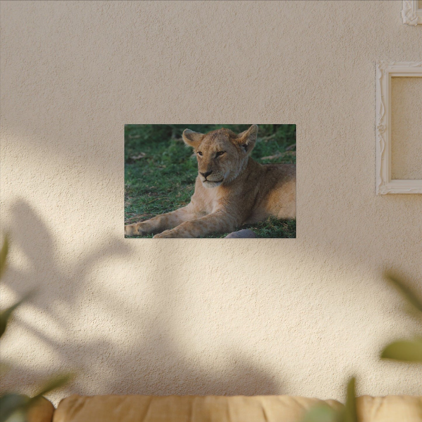 Relaxed Lion Canvas