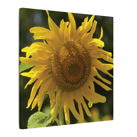 Sunflower Print Canvas