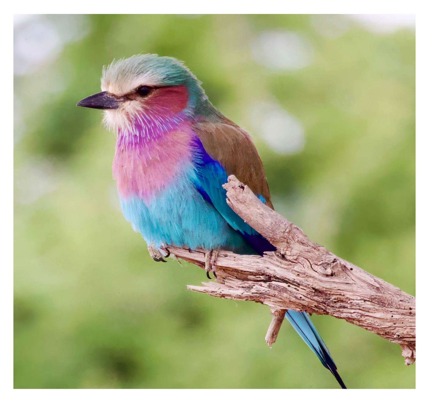 Lilac-Breasted Roller