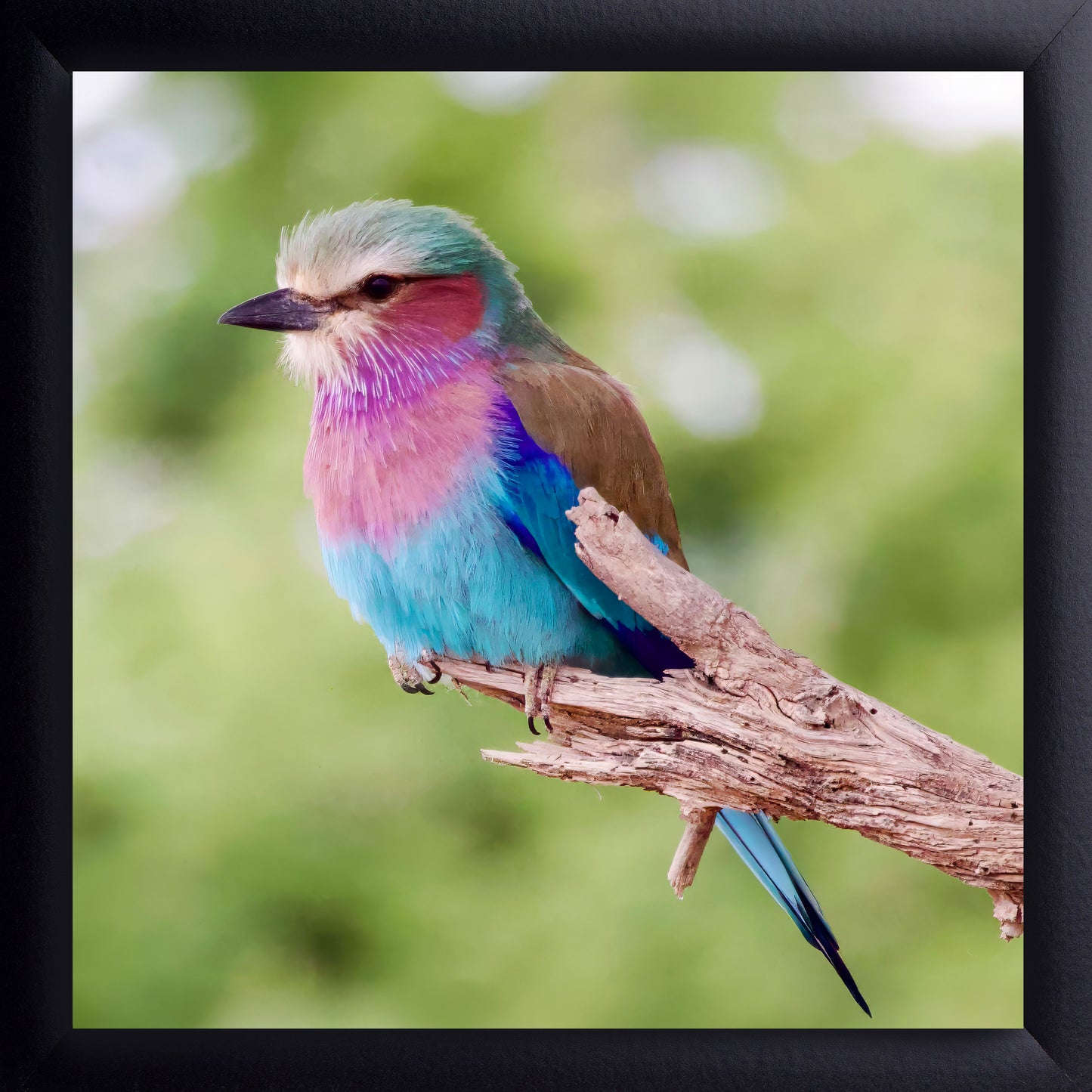 Lilac-Breasted Roller