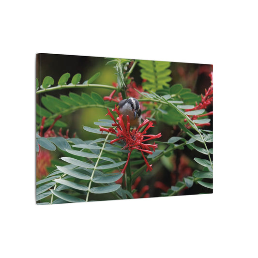 Bananaquit Bird Canvas