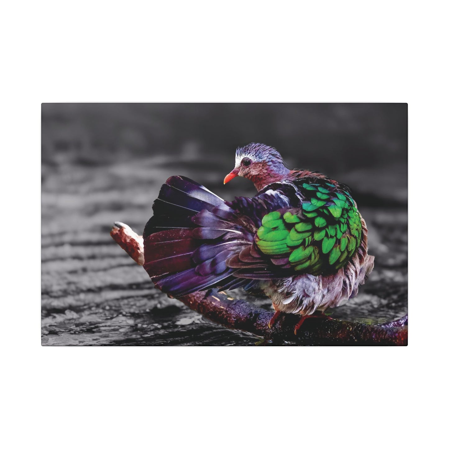 Emerald Dove Canvas