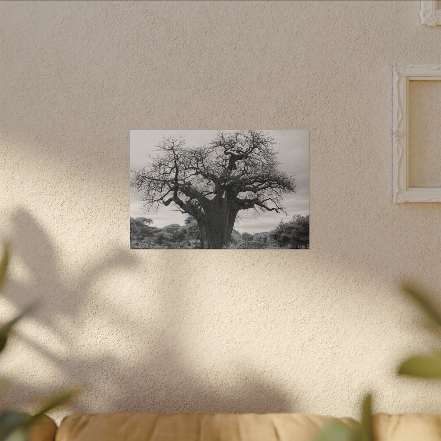 Baobab Tree Canvas