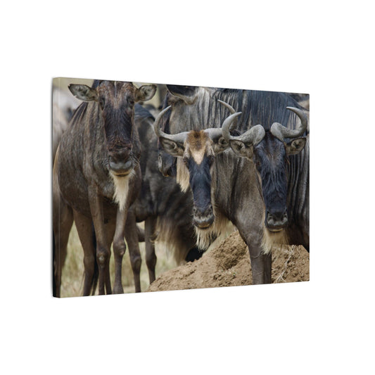 Wildebeest Image Canvas