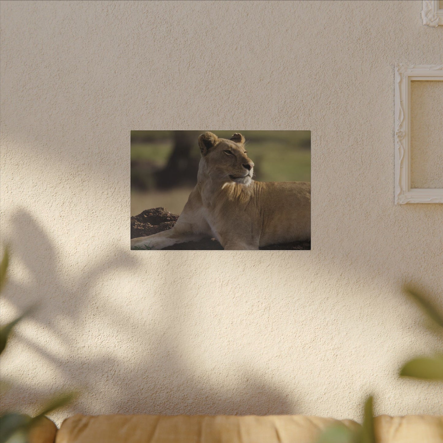 Barbary Lioness Canvas