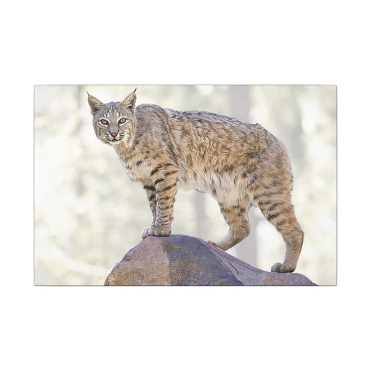 Lynx Print Canvas