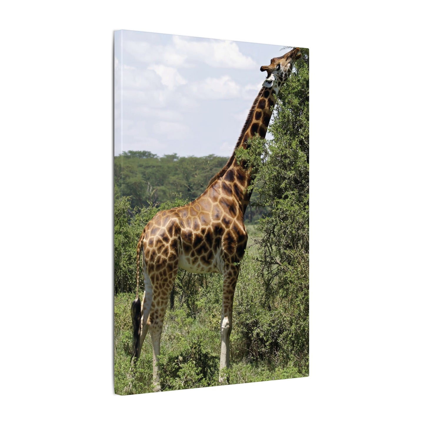 Giraffe Eating Canvas