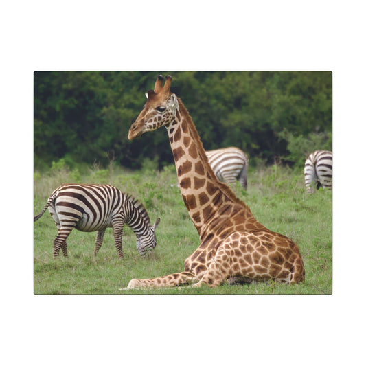 Giraffe and Zebras Canvas