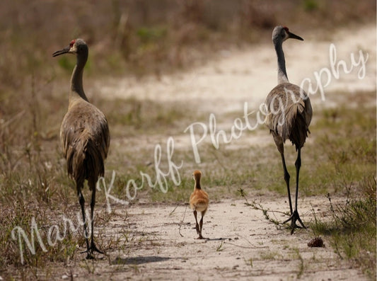 Sandhill Cranes with Chick on canvas 18x24