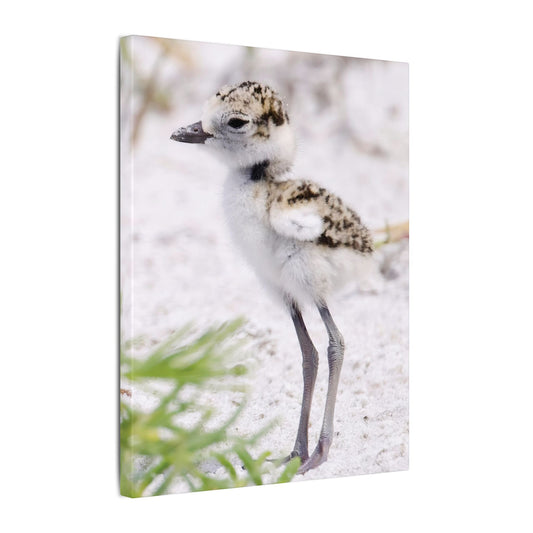 Snowy Plover Chick Canvas