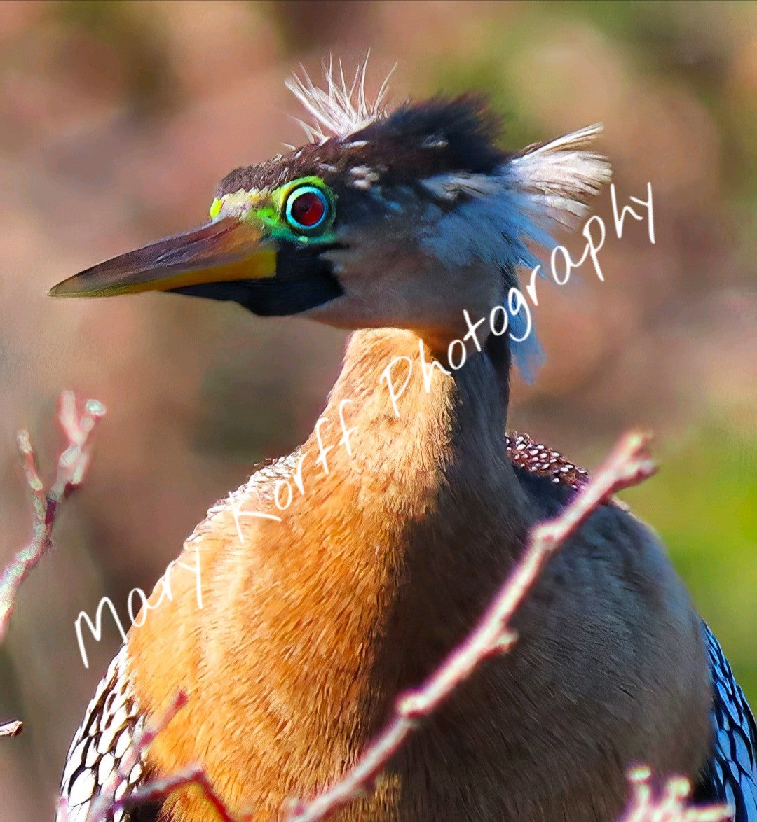 Anhinga   16x20