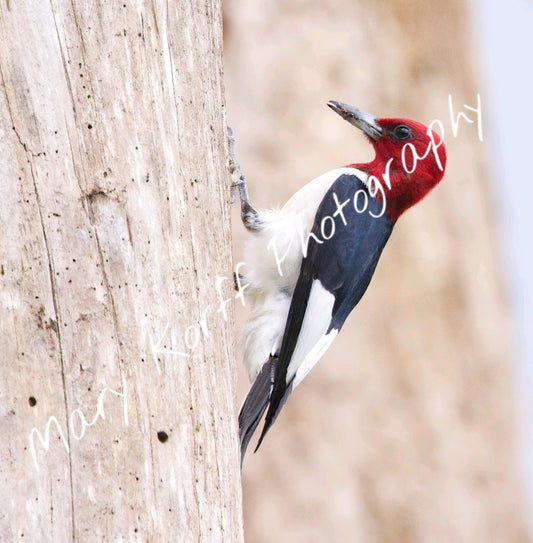 Redheaded Woodpecker