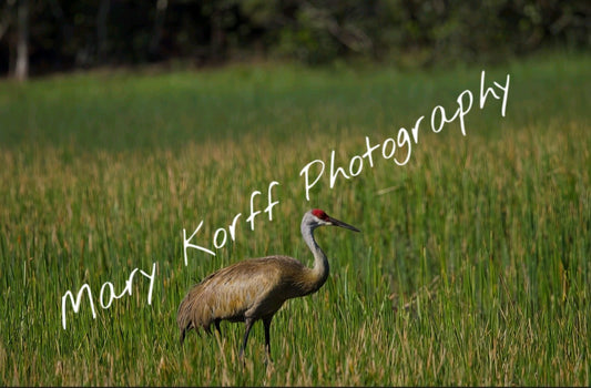 Sandhill Crane in Field