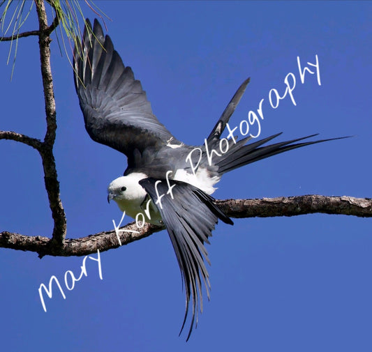 Swallowtail Kite  1   16x20