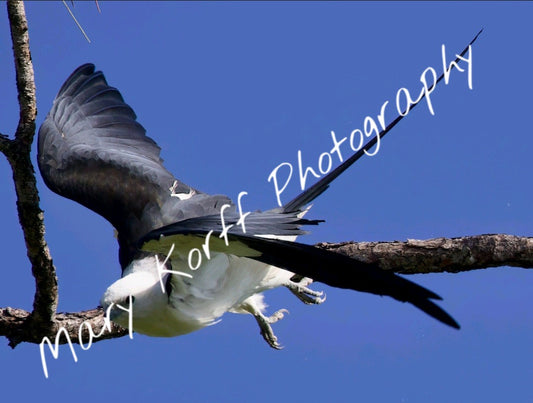 Swallowtail Kite  2   16x20