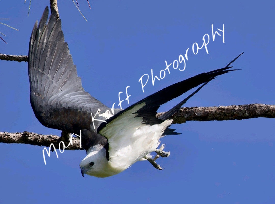 Swallowtail Kite  3   16x20