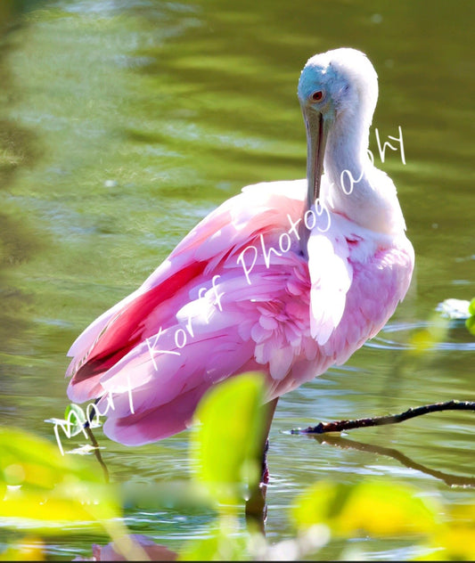 Roseate Spoonbill  16x20