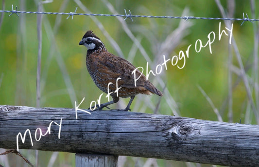 Northern Bobwhite   16x20