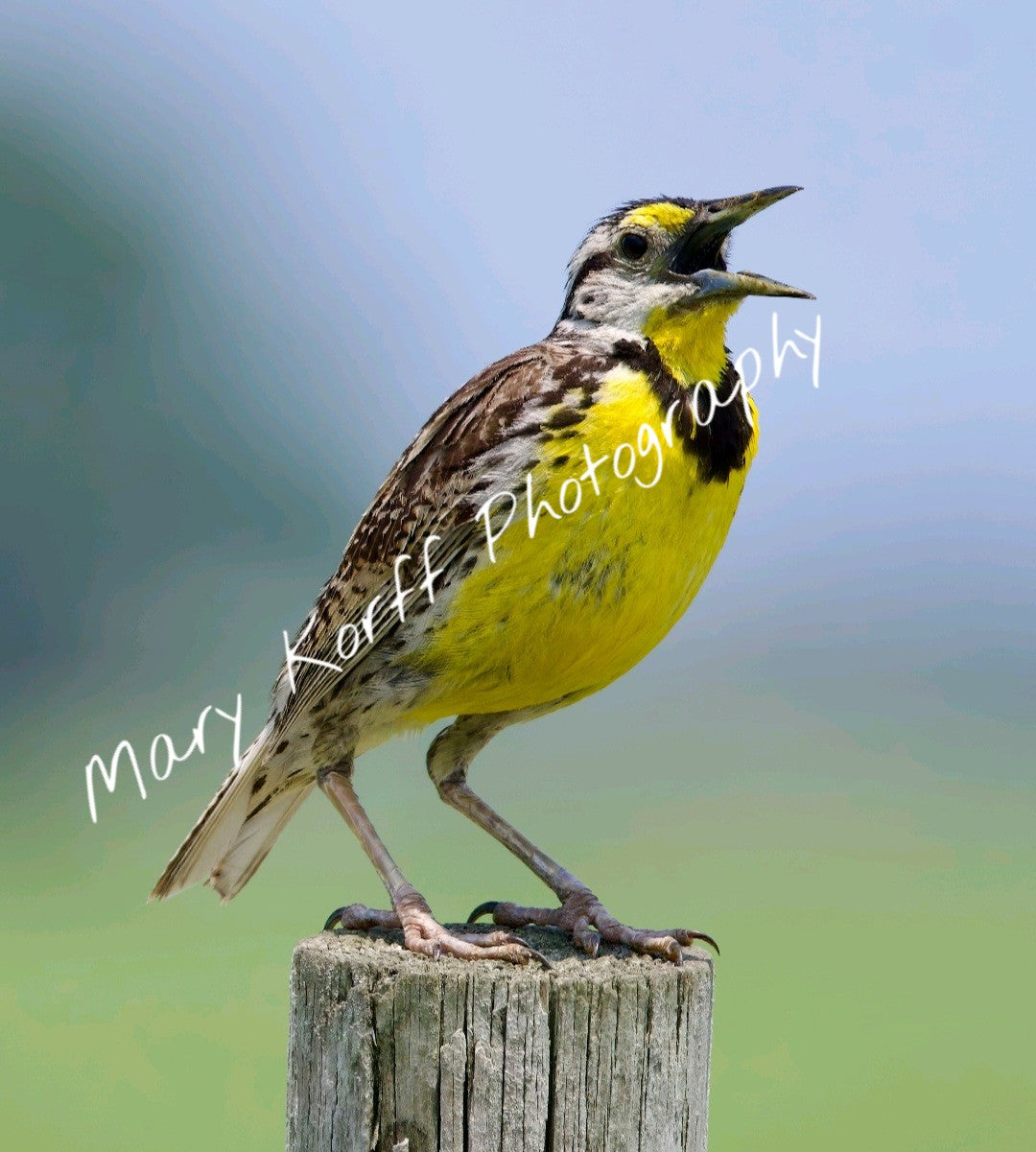 Eastern Meadowlark   16x20