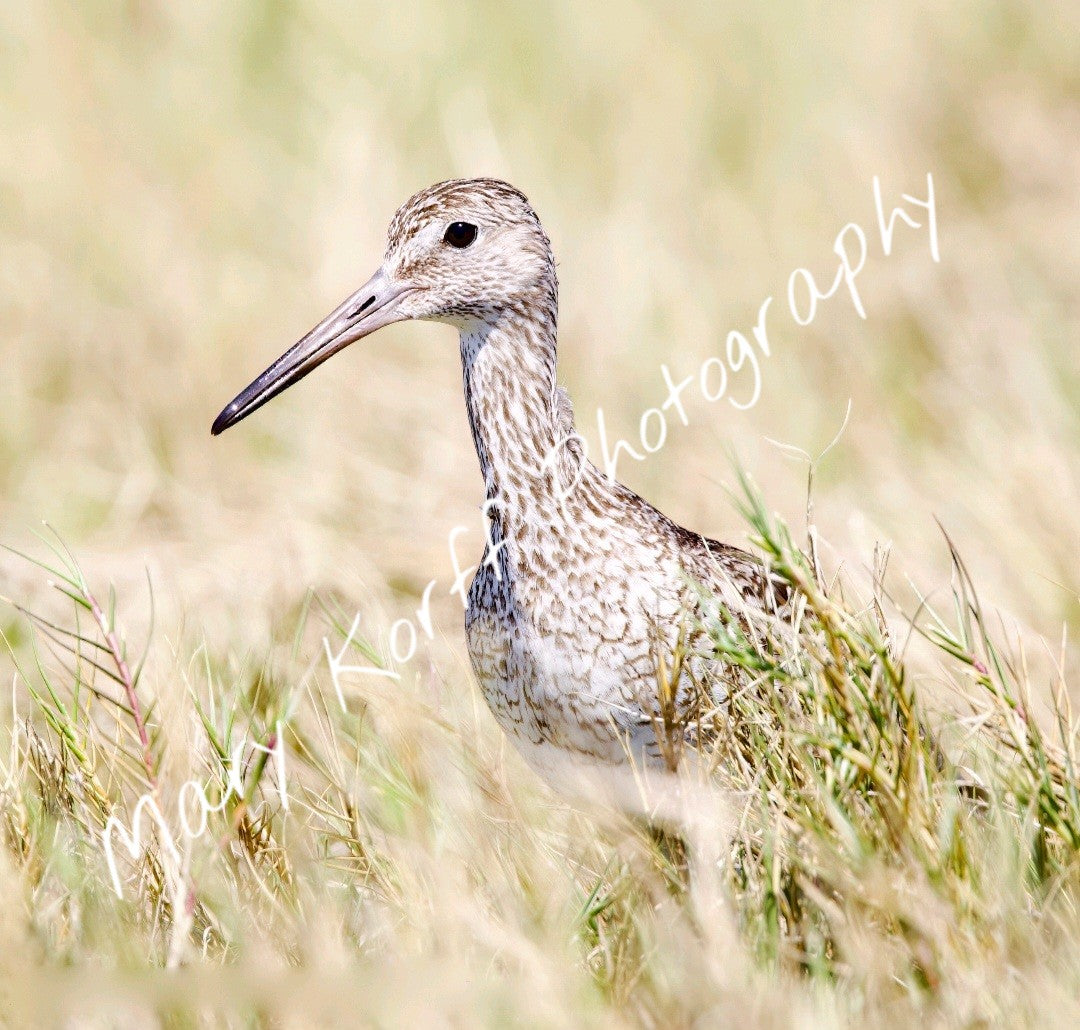 Willet  16x20