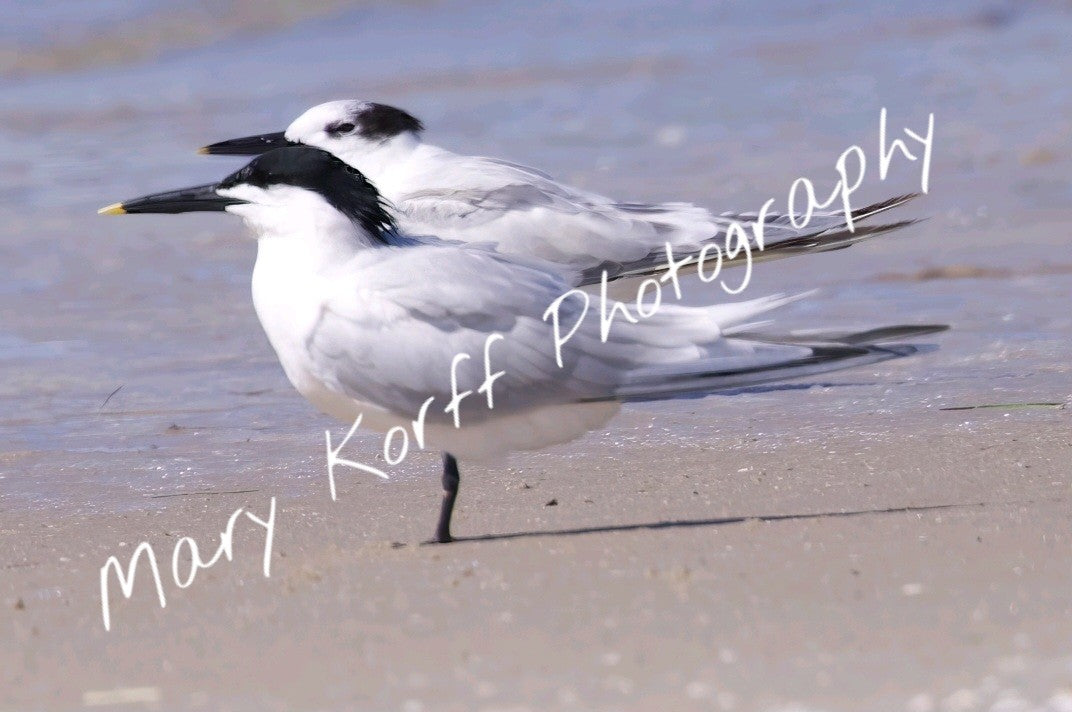 Sandwich Tern  16x20