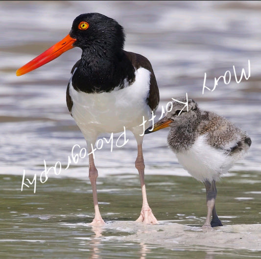 Oystercatcher with Baby 2  16x20