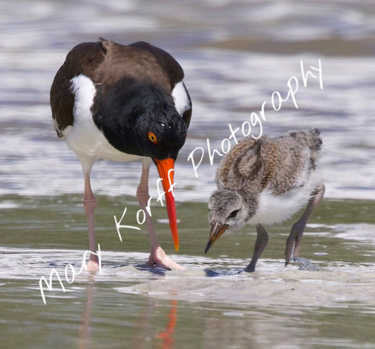 Oystercatcher with Baby 1 16x20