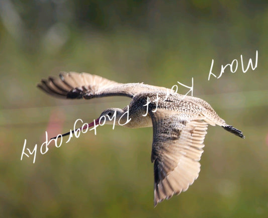 Marbled Godwit   16x20