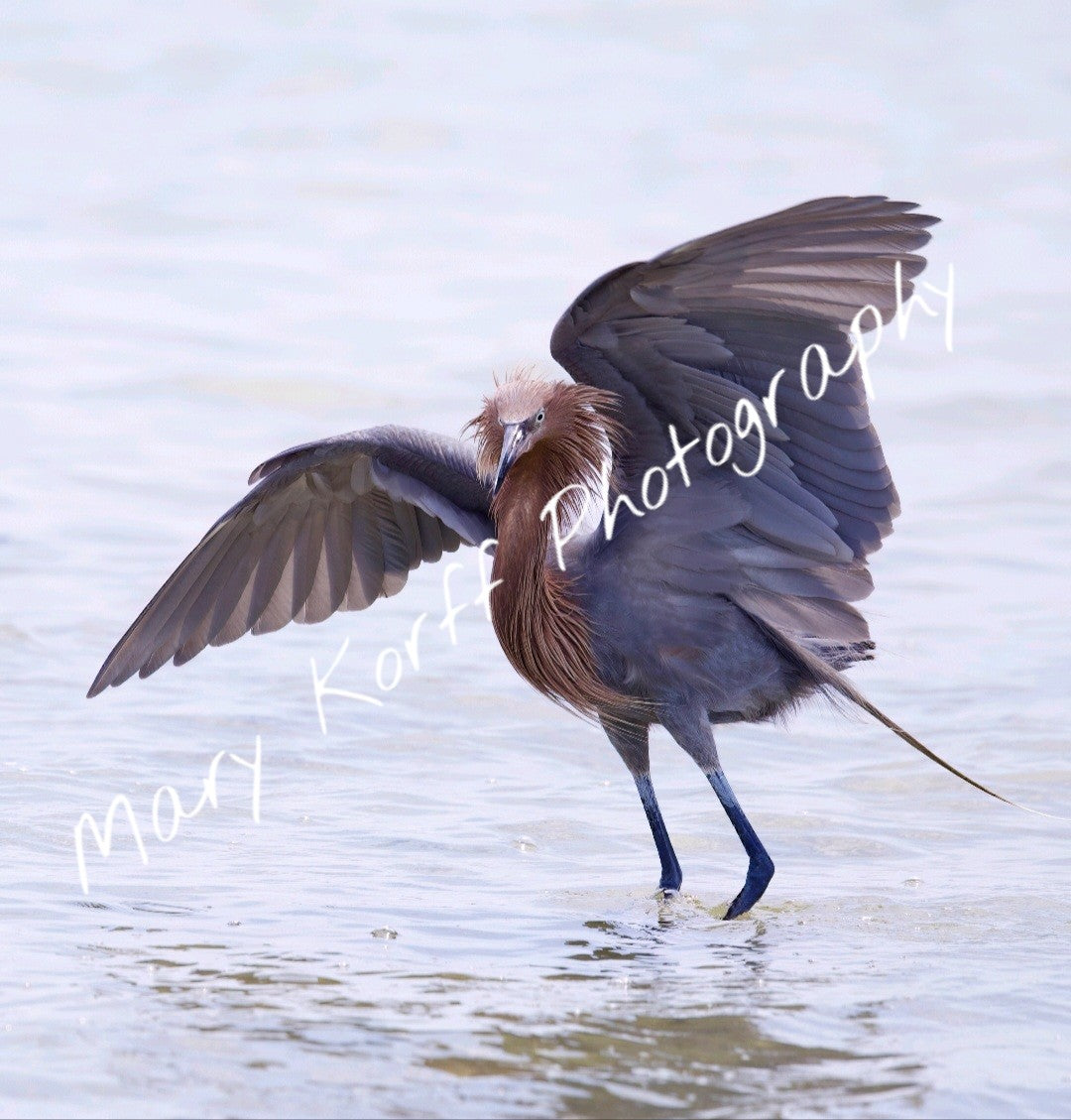 Reddish Egret   16x20