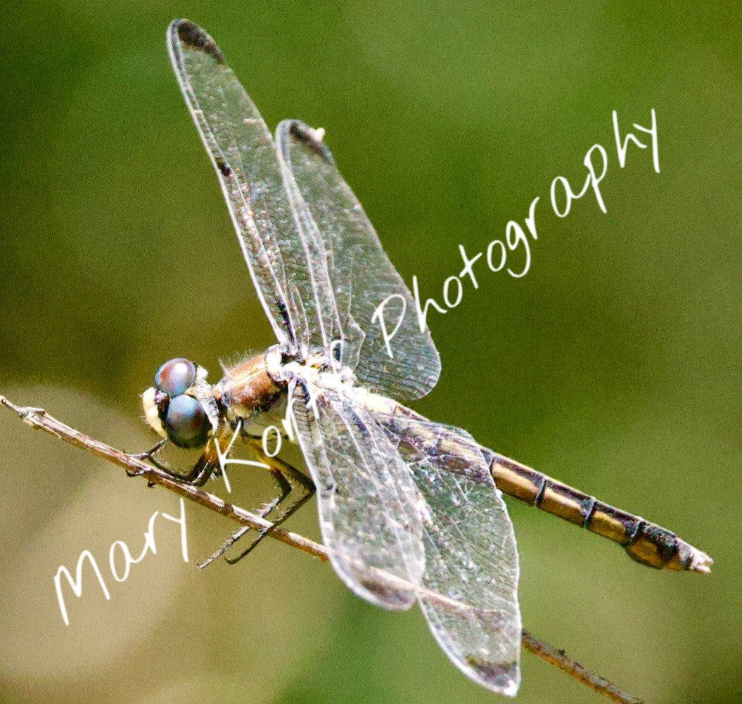 Great Blue Skimmer Dragonfly  16x20